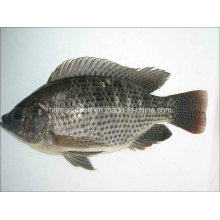 New Catching Frozen Tilapia